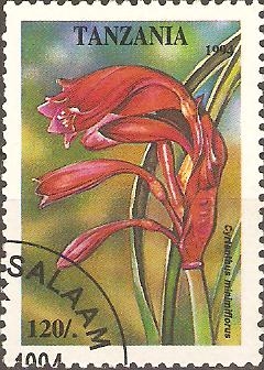FLORES.  CYRTANTHUS  MINIMIFLORUS.
