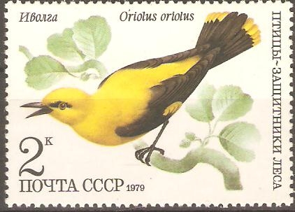 AVES.  ORIOLUS  ORIOLUS.