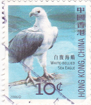 Ave-Aguila de mar vientre blanco
