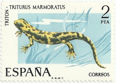 TRITÓN JASPEADO. Triturus Marmoratus. EDIFIL 2273