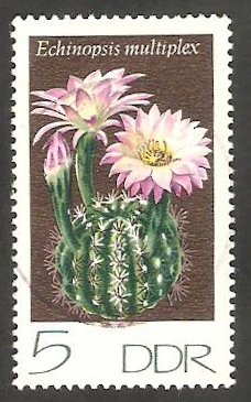1602 - Cactus