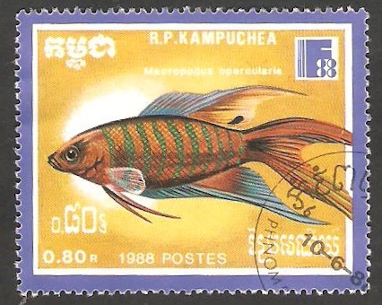 Kampuchea - Fauna marina