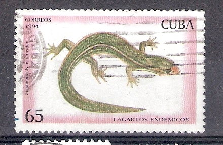 Lagartos endémicos: Sphaerodactylus ramsdeni