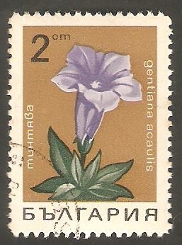 Flor  gentiana acaulis 