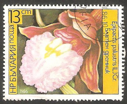 2988 - Flor epicactis palustris