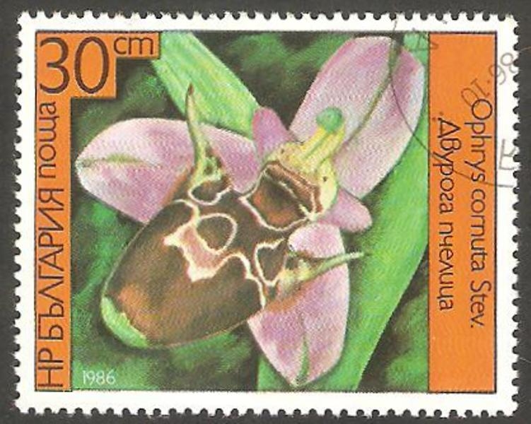 2989 - Flor ophrys cornuta