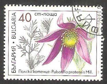 3419 - Planta medicinal pulsatilla pratensis