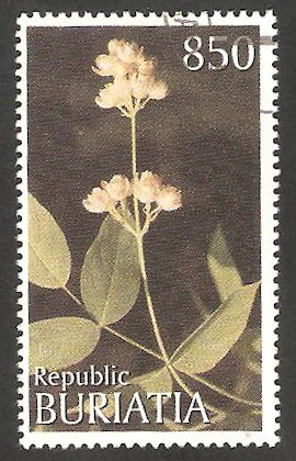 Buriatia - Flor