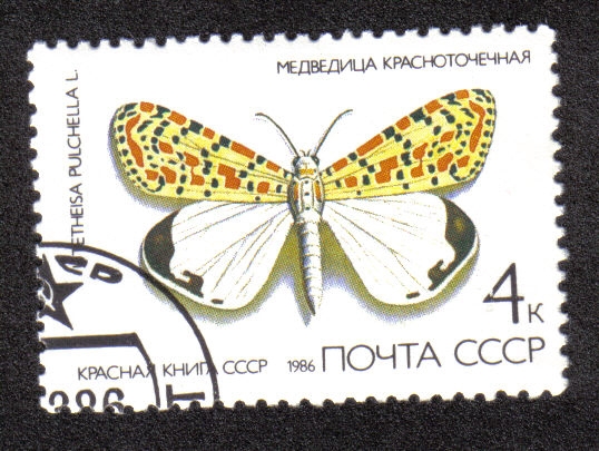 Crimson-speckled moth (Utetheisa pulchella)