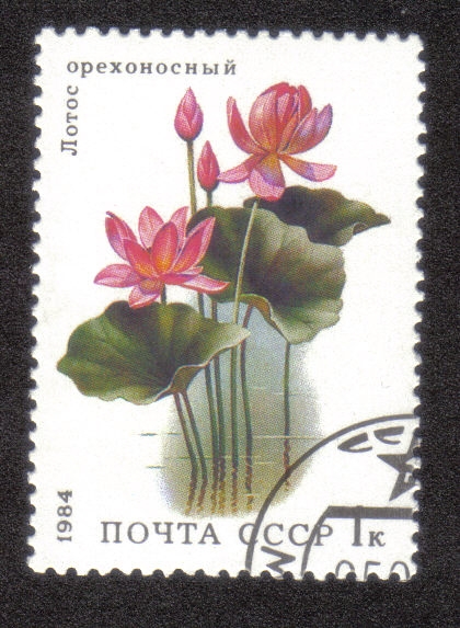 Lotus