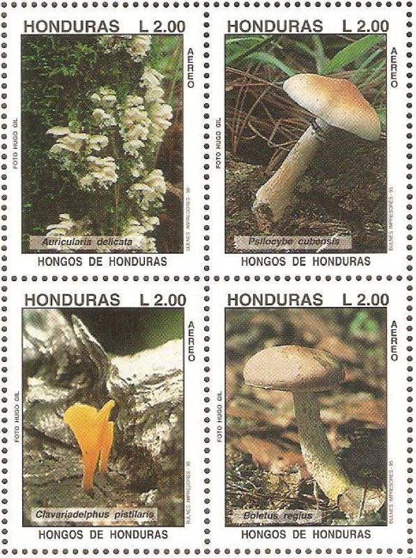 HONGOS  DE  HONDURAS