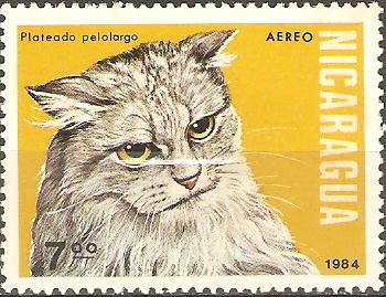 GATOS  DOMÈSTICOS.  PLATEADO  PELO  LARGO.  
