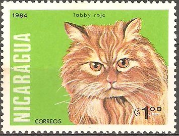 GATOS  DOMÈSTICOS.  TABBY  ROJO.