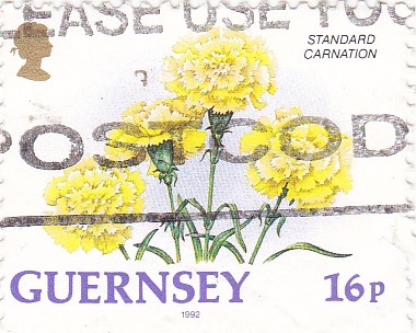 FLORES- GUERNSEY