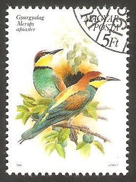 3261 - Pájaros