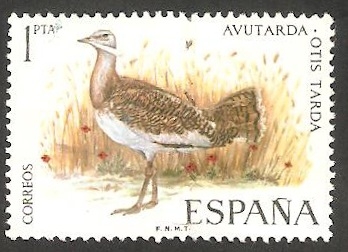 2036 - Avutarda