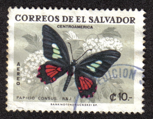 Mariposa