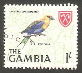 209 - Pájaro coracias cyanogaster