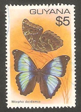 533 - Mariposa