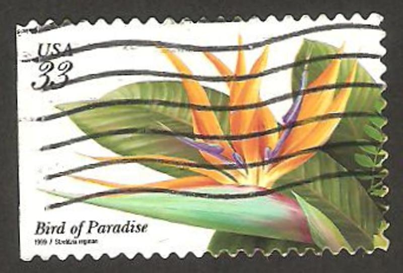 2884 b - flor tropical, ave del paraiso, strelitzia reginae