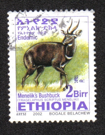 Bushbuck de Menelik