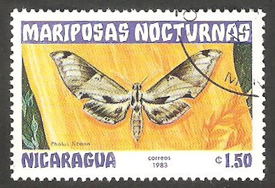 1243 - Mariposa nocturna pholus licaon