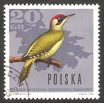 1569 - Pájaro