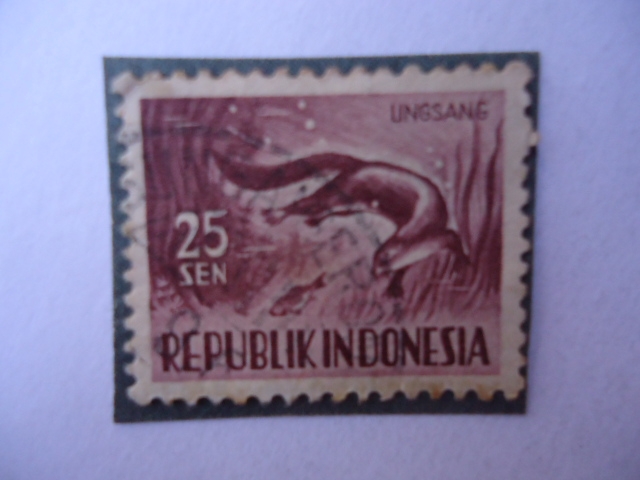 Nutria de Pelo Liso (Lutrogale Perspicillata)-Republik Indonesia.