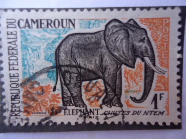 Elefante -(Chutes du Ntem)
