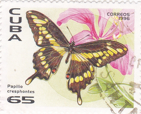 mariposa