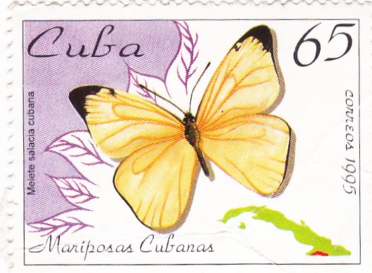 mariposa