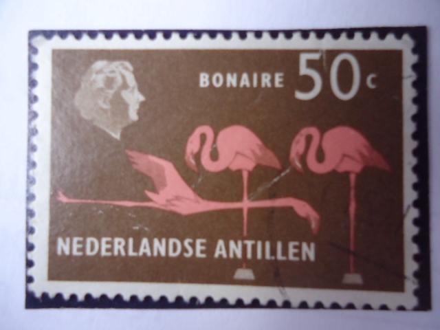 Bonaire - American Flaming (Pgoennicopterus ruber)-Nederlandse Antillen.