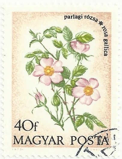 FLORES 1973. ROSA DE CASTILLA, Rosa gallica. YVERT HU 2322