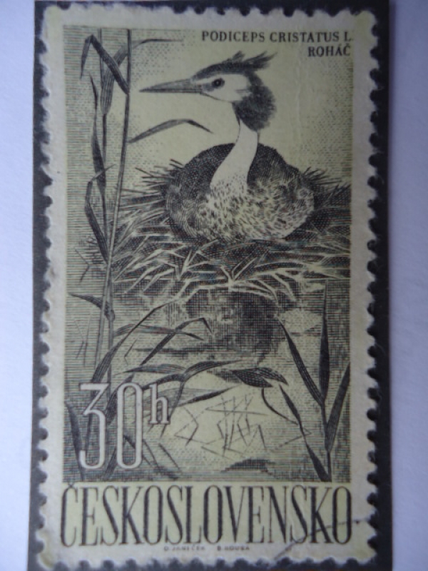 Podiceos Cristatus L. -Rohác.