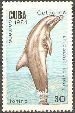 CATÀCEOS.  TURSIOPS  TRUNCATUS.  