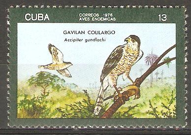 AVES  INDÌGENAS.  ACCIPITER  GUNDIACHI.