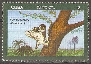 AVES  INDÌGENAS.  GLAUCIDIUM  SIJU.