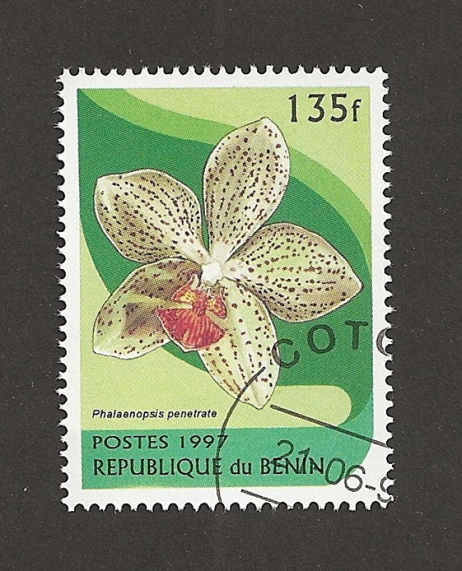 Phalaenopsis penetrate