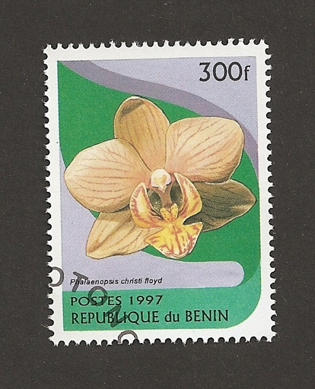 Phalaenopsis christi