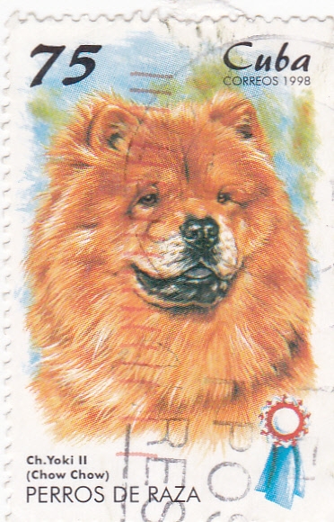 perros de raza- Chow-chow