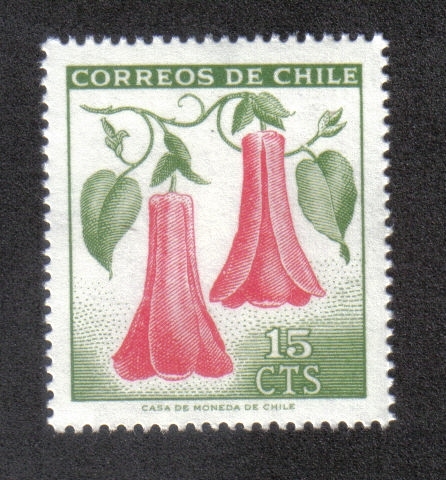 Copihue (Lapageria rosea)