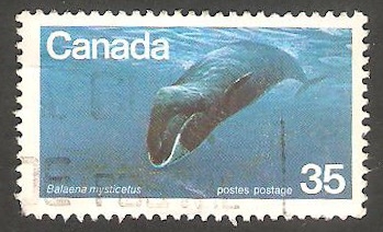  Ballena mysticetus