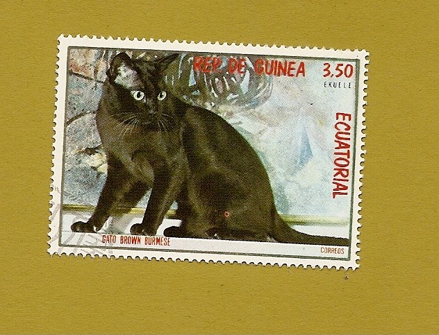 FELINOS - Gato Burmés marrón