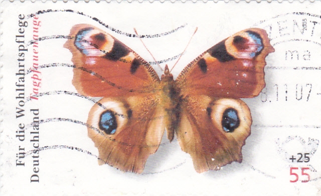 mariposa