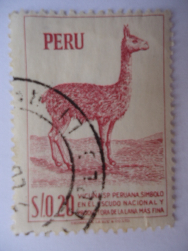 Vicuña Peruana, Símbolo en el Escudo Nacional y productora de la lana más fina.