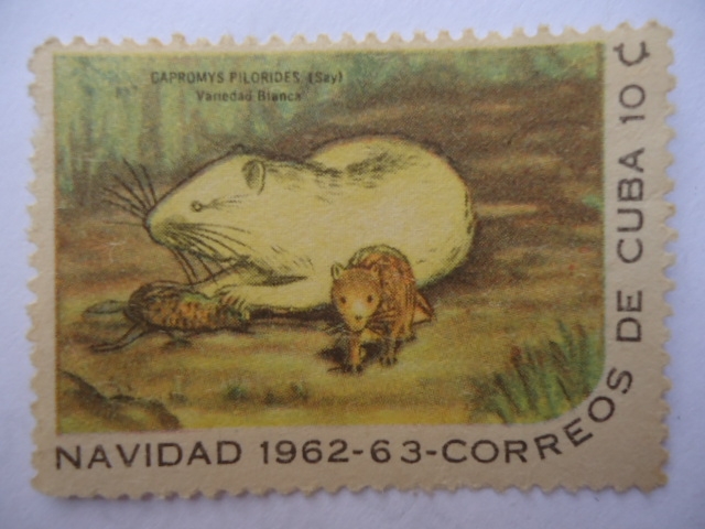 Navidad 1962-63 -Roedor - Capronys Pilorides (Say)