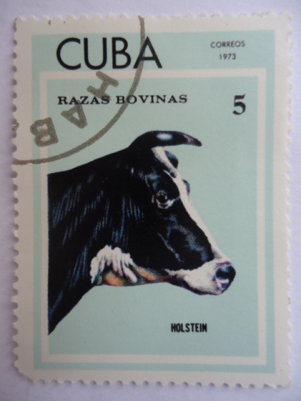 Razas Bovinas - Holstein