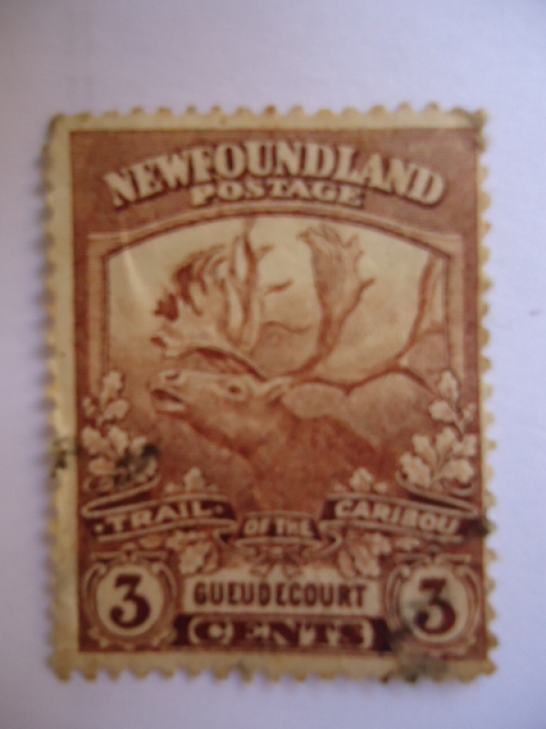 Caribú (Rangiter Tarandus) - Newfoundland (Terranova)