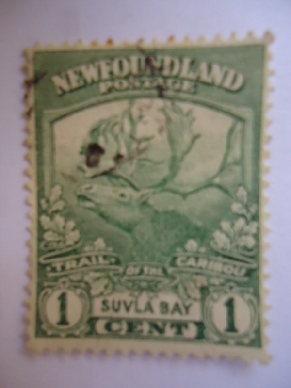 Caribú (Rangiter Tarandus) - Newfoundland (Terranova)