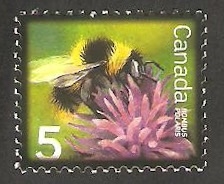 Bombus polaris